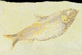 Fossil Fish (Knightia Alta) With Pos/Neg - Wyoming #144208-2